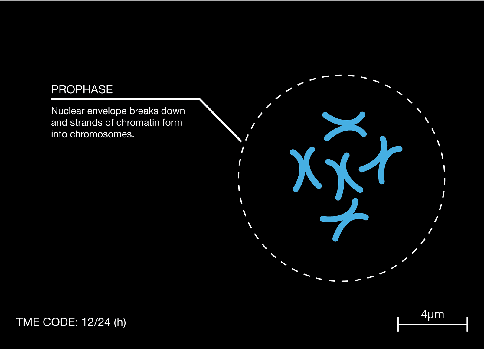 dettaglio con cellule e descrizione della fase della profase sulla divisione cellulare